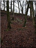 NS6552 : Snowdrops on the bank of the Rotten Calder by Alec MacKinnon