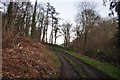 Mid Devon : Path through Upcott Woods