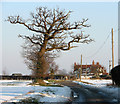 Ancient oak tree beside the lane to Washbrook