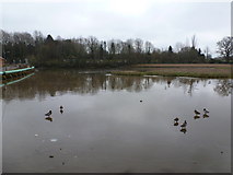 SU3612 : Eling: Bartley Water is frozen over by Chris Downer