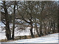 Trees off Brede Lane