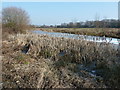 Frozen fishing ponds by Sake Ride Lane, bridleway 2393