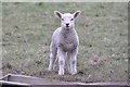 Holcombe Rogus : Lamb in a Field