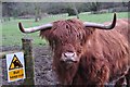 ST0420 : Taunton Deane : Highland Cattle by Lewis Clarke