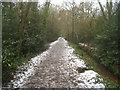 Path through Gelvert Glade