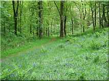 NX6055 : A path in Cally Woods by Ann Cook