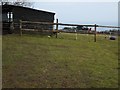 Stable and horse by Higher Woodway Road