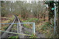 Path into Spring Coppice