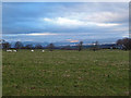 Sheep Grazing near Neilston