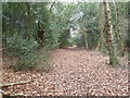 Holt Forest, footpath