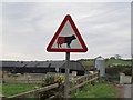 The half-red cow at Carnany Cross Roads