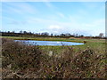 Pond with birds