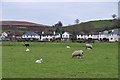 East Devon : Sheep Grazing