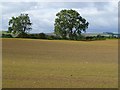 Farmland, Brignall