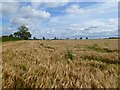 Farmland, Manfield