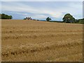 Farmland, Cliffe