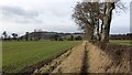 Roadside trees, Easter Rhynd