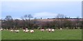 Sheep at South Holme