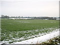 SO9968 : Wheat field London Lane by Nigel Mykura