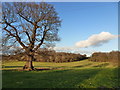 Winter sunshine scene from the roadside at Mount Ballan