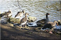 NT2773 : Greylag geese at St. Margaret's Loch by kim traynor