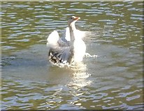 NT2773 : Water off a goose's back by kim traynor