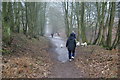 Dog-walking on Cannock Chase