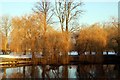 SU7575 : Winter willows by Sonning Backwater by Steve Daniels