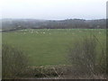 Grazing sheep in fields protected by the sea wall