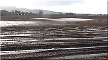 NO1217 : Potato field, Kilgraston by Richard Webb