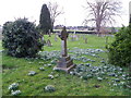 Snowdrops, St Gregory