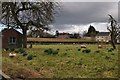 Holcombe Rogus : Grassy Field & Sheep Grazing