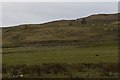 NR3666 : Duisker and Barnacle Geese, Islay by Becky Williamson