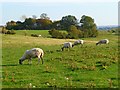 Pasture, Tetsworth