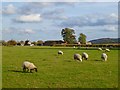 Pasture, Aston Rowant