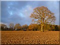 SP9106 : Farmland, Cholesbury by Andrew Smith