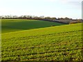 SP9205 : Farmland, Chartridge by Andrew Smith