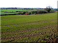 Countryside near Kingsbury Regis