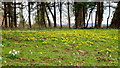 Aconites and snowdrops