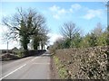 SK2438 : Ivy-covered trees on Long Lane by Christine Johnstone