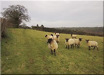 ST1408 : Sheep near Hutshayes Farm by Derek Harper