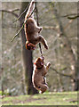 Barbary Macaques