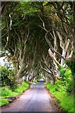 D0333 : The Dark Hedges, near Armoy by Yvonne Wakefield