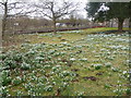 Spetisbury, snowdrops