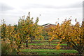 Orchards, Childs Farm