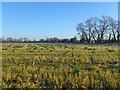 Farmland, Charney Bassett