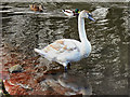 Swan on Newton Lake (2)
