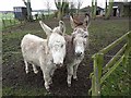 A pair of donkeys