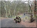 Woodland path in Holywell Dene