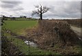 Field, tree and lane west of Winkleigh